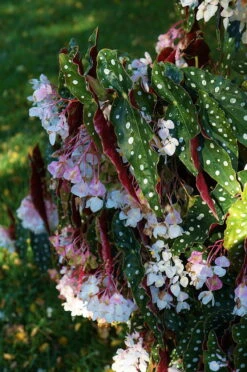 Rare Polka Dot Bat Wing Begonia Plant - Begonia Maculata Variegata - 6" Pot -Plant Sale Shop apitbg50r 01005.1592324998
