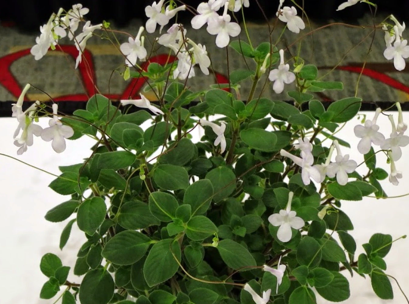 Dancing Doves Cape Primrose Plant - Streptocarpella- Indoors/Out - Shade - 6" HB 2 Dancing Doves Cape Primrose Plant - Streptocarpella- Indoors/Out - Shade - 6" HB - Image 2