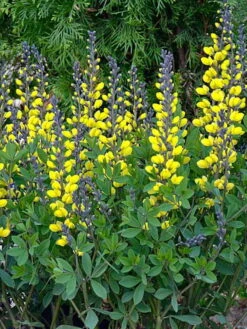 Decadence® Lemon Meringue Baptisia - False Indigo - Proven Winners - Gallon Pot