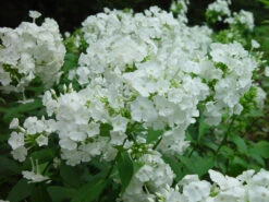 David Hardy Tall Phlox- White-Perennial Of The Year 2002- Live Plant- Gallon Pot