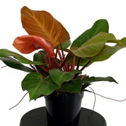 McColley's Finale Philodendron - Easy To Grow - 6" Pot - Collector's Series -Plant Sale Shop apitnkrwg 76716.1592326460