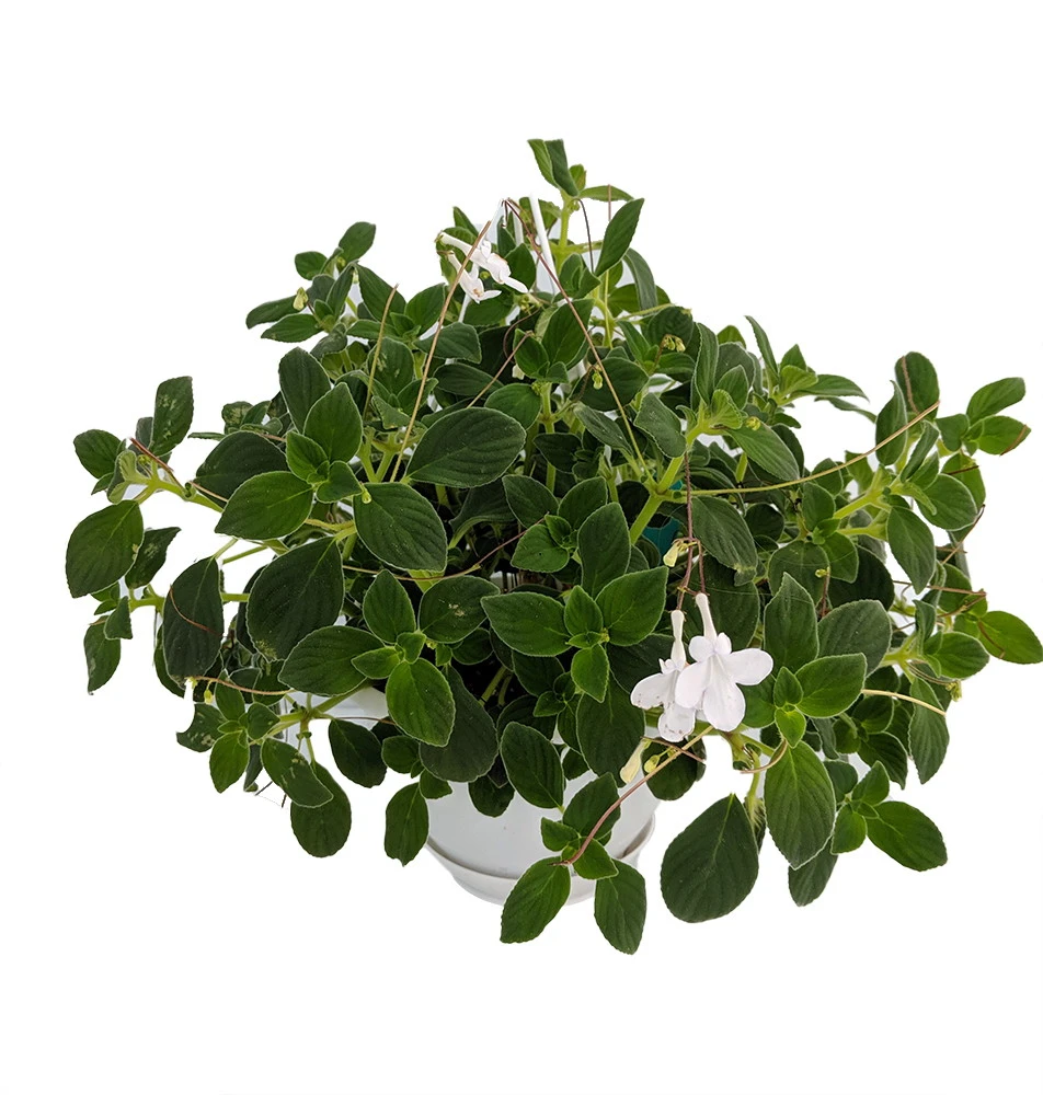 Dancing Doves Cape Primrose Plant - Streptocarpella- Indoors/Out - Shade - 6" HB 1 Dancing Doves Cape Primrose Plant - Streptocarpella- Indoors/Out - Shade - 6" HB