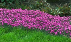 Fire Witch Dianthus Perennial - Spicy Fragrance! - Quart Pot -Plant Sale Shop apituyuth 21714.1619271172