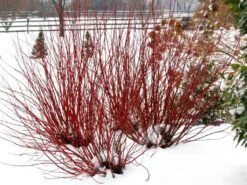 ARCTIC FIRE® Red - Redtwig Dogwood -Proven Winner-4" Pot -Plant Sale Shop apitzfmlt 14758.1592324657