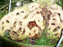 Selebicum Ant Farm Plant - Hydnophytum Moseleyanum - Easy House Plant - 5" Pot -Plant Sale Shop apiuaqtso 41276.1592328082