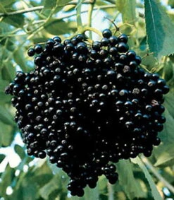 Johns Elderberry Perennial Shrub - Sambucus - Native - 3.25" Pot 8 Johns Elderberry Perennial Shrub - Sambucus - Native - 3.25" Pot -Plant Sale Shop apiuemv5e 77983.1592329618