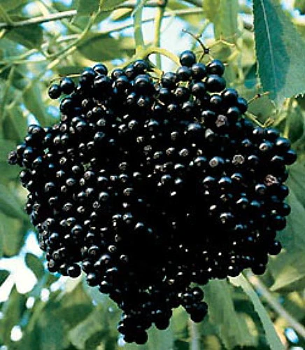 Johns Elderberry Perennial Shrub - Sambucus - Native - 3.25" Pot 4 Johns Elderberry Perennial Shrub - Sambucus - Native - 3.25" Pot - Image 4