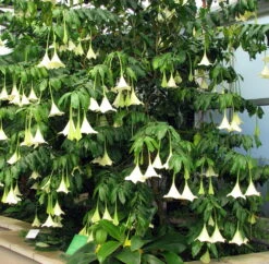 Portlandia Grandiflora Plant - Vanilla Fragrance At Night - Indoors/Out - 4" Pot -Plant Sale Shop apiujv7a2 70710.1592331688