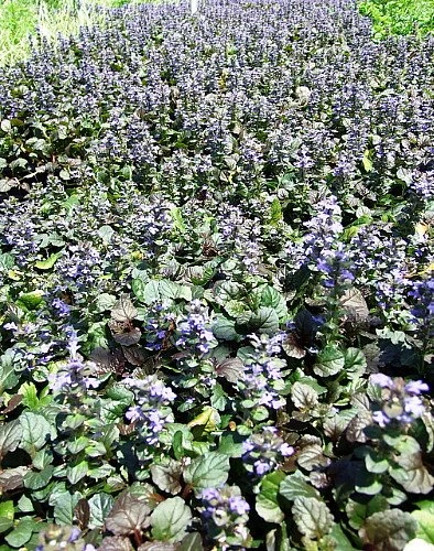 Bronze Beauty Ajuga 48 Plants - Carpet Bugle - Very Hardy -1 3/4" Pots 2 Bronze Beauty Ajuga 48 Plants - Carpet Bugle - Very Hardy -1 3/4" Pots - Image 2