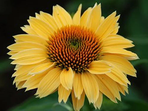 Sombrero® Lemon Yellow Coneflower Perennial - Echinacea - Gallon Pot 2 Sombrero® Lemon Yellow Coneflower Perennial - Echinacea - Gallon Pot - Image 2