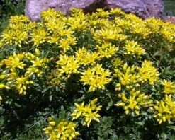 Russian Kamtschaticum Sedum - Hardy Perennial Groundcover - Quart Pot -Plant Sale Shop apiuuqkc2 64263.1592326332