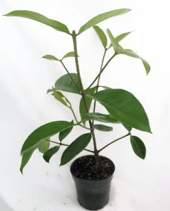 Portlandia Grandiflora Plant - Vanilla Fragrance At Night - Indoors/Out - 4" Pot -Plant Sale Shop apiv1qbye 45083.1592331688