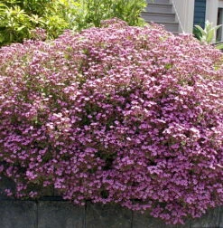 Soapwort Perennial - Saponaria Ocymoides - Quart Pot -Plant Sale Shop apiveldjr 41678.1592325105