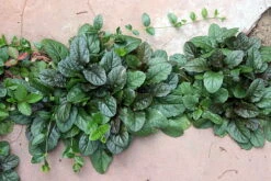 Bronze Beauty Ajuga 48 Plants - Carpet Bugle - Very Hardy -1 3/4" Pots 7 Bronze Beauty Ajuga 48 Plants - Carpet Bugle - Very Hardy -1 3/4" Pots -Plant Sale Shop apiwaijb1 69694.1592323096