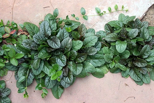 Bronze Beauty Ajuga 48 Plants - Carpet Bugle - Very Hardy -1 3/4" Pots 4 Bronze Beauty Ajuga 48 Plants - Carpet Bugle - Very Hardy -1 3/4" Pots - Image 4