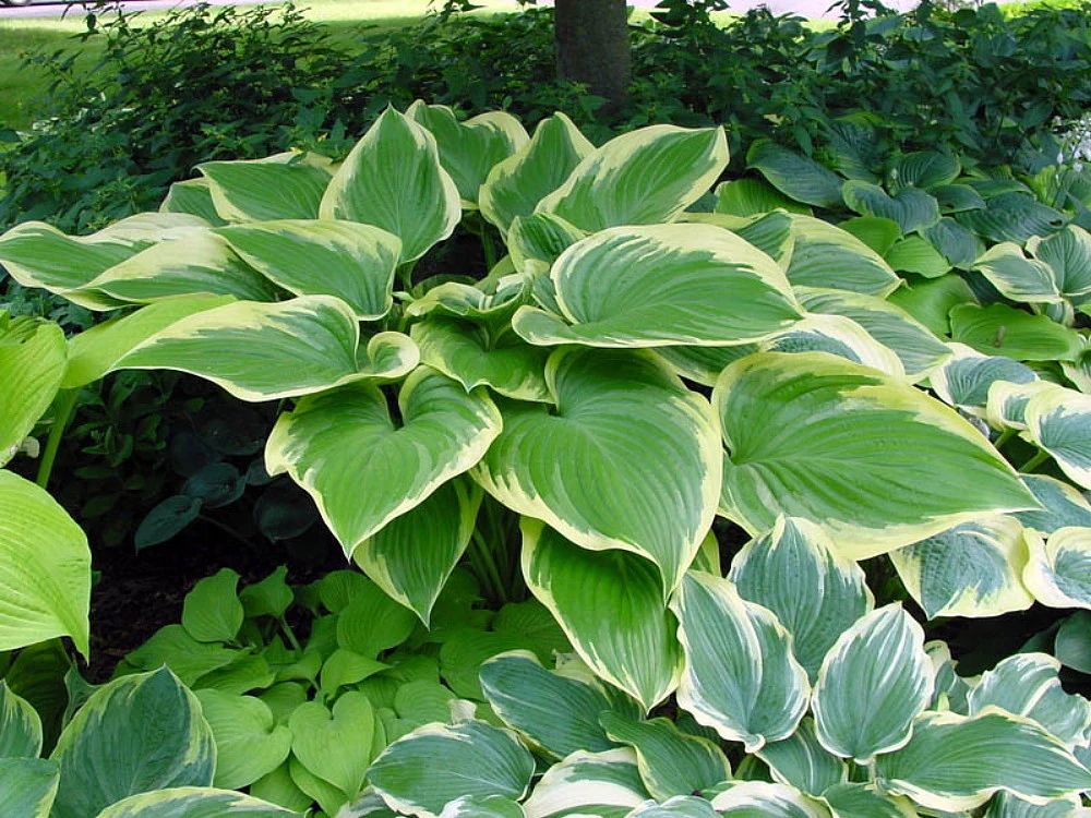 Victory Hosta - Hosta Of The Year For 2015 - Quart Pot 1 Victory Hosta - Hosta Of The Year For 2015 - Quart Pot