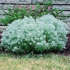 Silver Mound Perennial Plant - Artemisia - Sun/Easy - Live Plant - Quart Pot -Plant Sale Shop apiwgo5vg 49600.1592325969