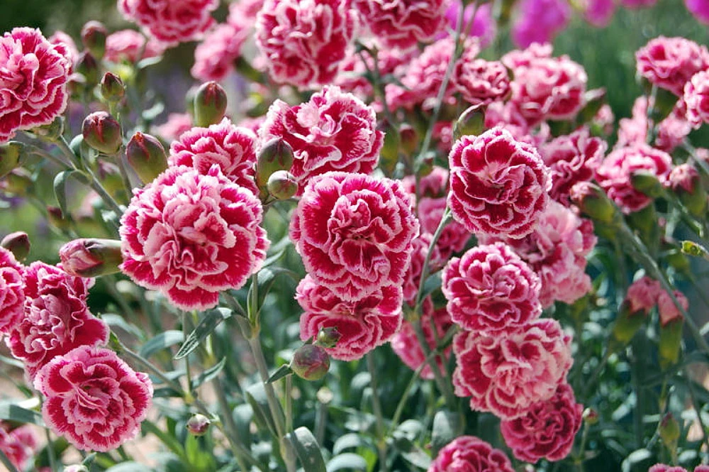 Scent First® Sugar Plum Dianthus- Fragrant Ruffled Flower- Live Plant- Quart Pot 2 Scent First® Sugar Plum Dianthus- Fragrant Ruffled Flower- Live Plant- Quart Pot - Image 2