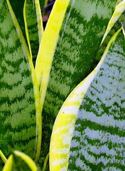 Futura Snake Plant, Mother-In-Law's Tongue, Barbershop Plant-Sanseveria - 6" Pot -Plant Sale Shop apiwnfxuh 92218.1592325704