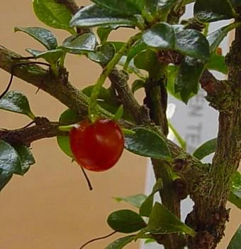 Fukien Tea Bonsai Tree - Carmona - 4" Pot - Indoor Houseplant 2 Fukien Tea Bonsai Tree - Carmona - 4" Pot - Indoor Houseplant - Image 2