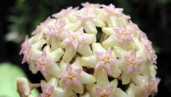 SALE - Rare Macro Wax Plant - Hoya Macrophylla - Collector's Series - 4.5" Hanging Basket -Plant Sale Shop apiwrp4xy 23143.1592324563