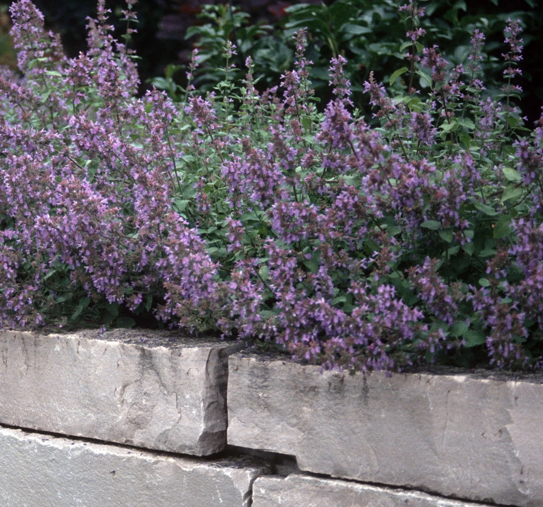 Dropmore Catmint Perennial - Nepeta - Quart Pot 1 Dropmore Catmint Perennial - Nepeta - Quart Pot