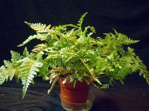 Rare Black Rabbit's Foot Fern - 4" Mini Hanging Basket - Davallia Trichomanoides 5 Rare Black Rabbit's Foot Fern - 4" Mini Hanging Basket - Davallia Trichomanoides - Image 5