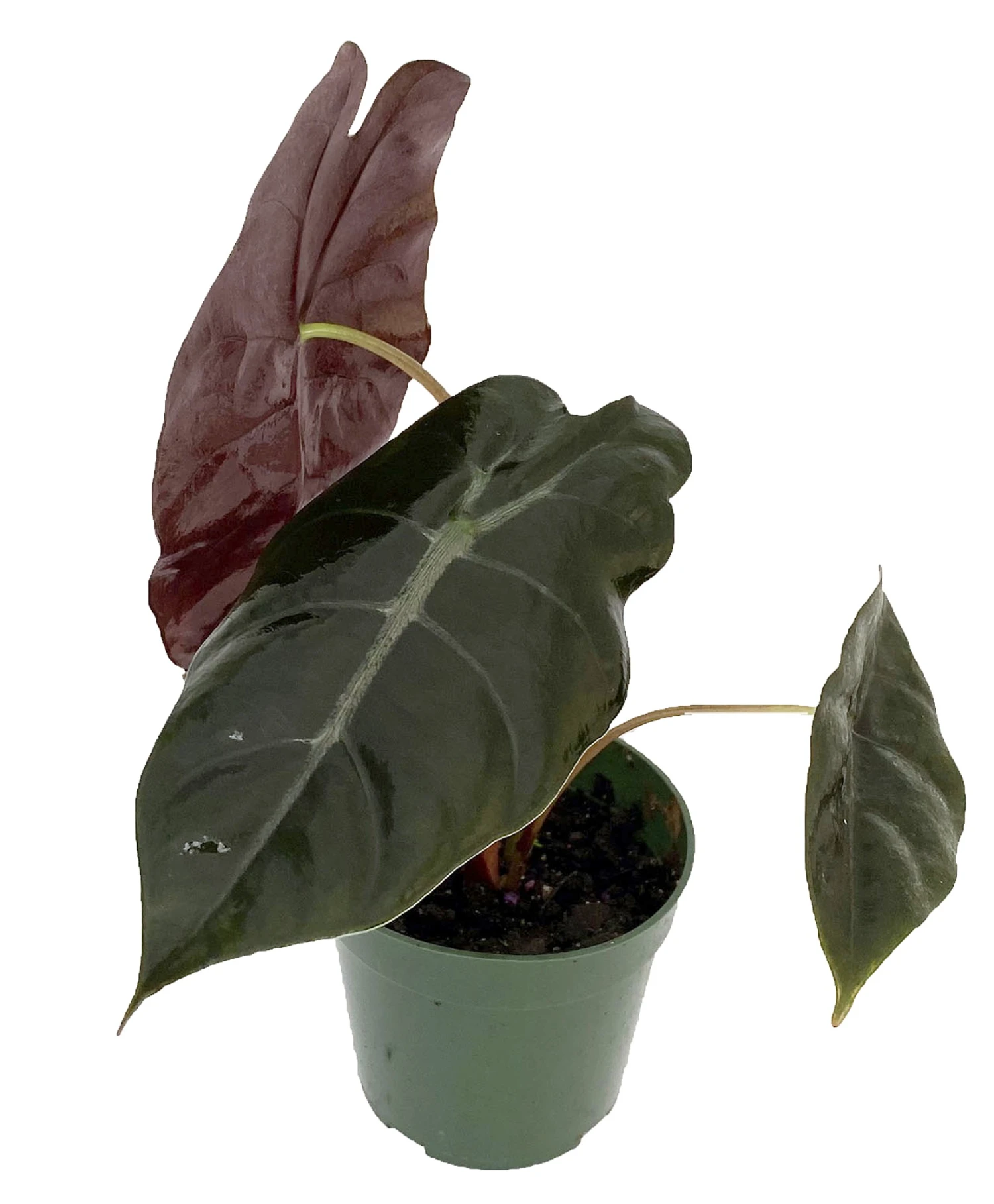 Chantrieri African Mask Plant - Alocasia - Houseplant - 4" Pot 1 Chantrieri African Mask Plant - Alocasia - Houseplant - 4" Pot