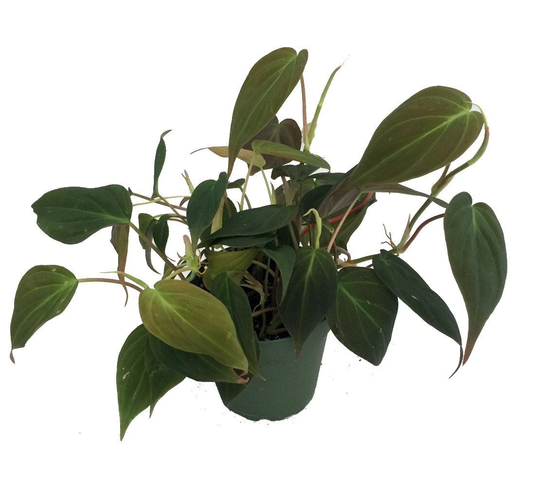 Rare Velvet Leaf Bronze Micans Vine - Philodendron - 4" Pot - Collector's Series 1 Rare Velvet Leaf Bronze Micans Vine - Philodendron - 4" Pot - Collector's Series