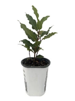 Bay Laurel Herb - Laurus Nobilis - 4" Pot - Live Plant