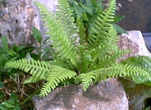 Japanese Beech Hardy Fern - Thelypteris Decursive-pinnata - Quart Pot 2 Japanese Beech Hardy Fern - Thelypteris Decursive-pinnata - Quart Pot - Image 2
