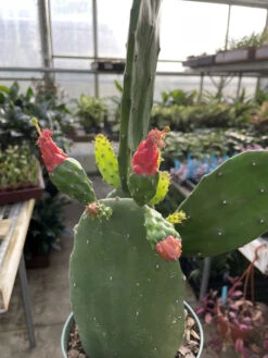 Prickly Pear Cactus - Opuntia - Great Houseplant - Easy - 6" Pot -Plant Sale Shop apixzgmhz 78146.1635788983