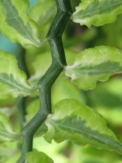 Devil's Backbone Plant - Pedilanthus - Red Bird Cactus - 6" Pot - Easy To Grow -Plant Sale Shop apiy2811i 50403.1592335495