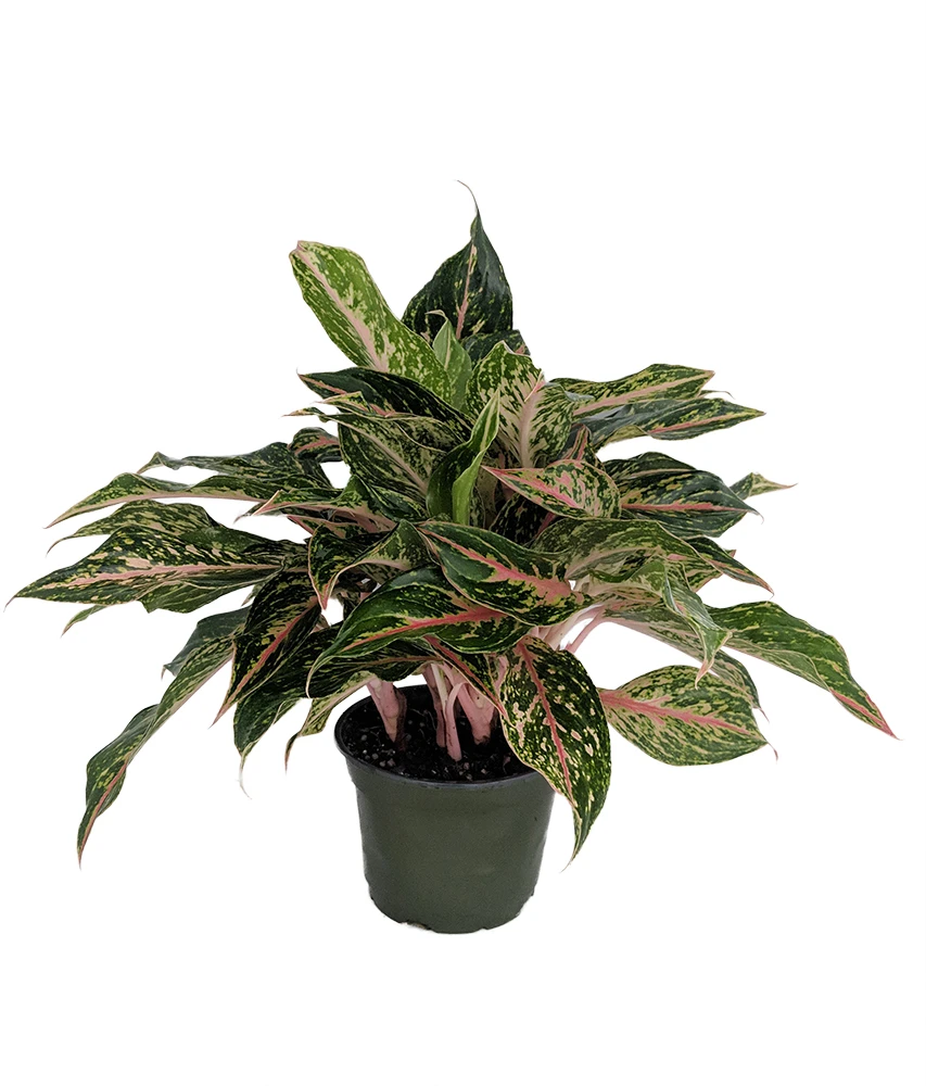 Sparkling Sarah Chinese Evergreen Plant - Aglaonema - Grows In Dim Light -6" Pot 1 Sparkling Sarah Chinese Evergreen Plant - Aglaonema - Grows In Dim Light -6" Pot