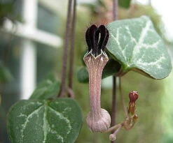 Pearl Moon Rosary Vine - Ceropegia Woodii Pretty Pk- String Of Hearts - 2.5" Pot -Plant Sale Shop apiybevfn 80212.1643411712