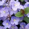 Waterperry Blue Veronica - Creeping Speedwell - Quart Pot