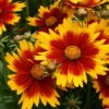 Up Tick Gold & Bronze Coreopsis - Tickseed - Perennial - Live Plant - Quart Pot