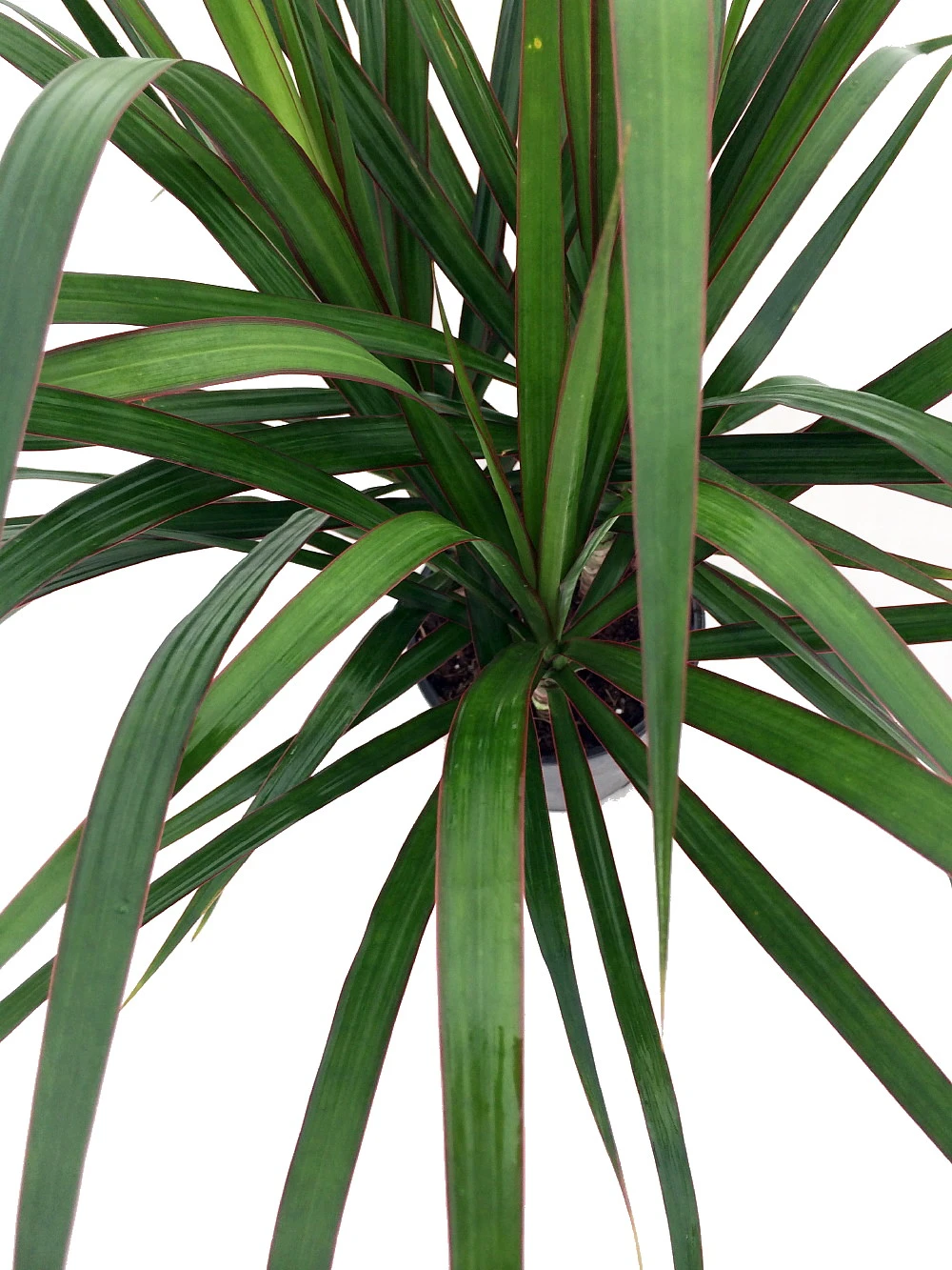 Madagascar Dragon Tree - Dracaena Marginata - 6" Pot - Easy To Grow House Plant 2 Madagascar Dragon Tree - Dracaena Marginata - 6" Pot - Easy To Grow House Plant - Image 2