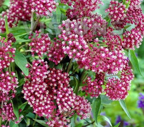 Soulmate Butterfly Weed- Asclepias - Vanilla Fragrance - Live Plant - Gallon Pot 2 Soulmate Butterfly Weed- Asclepias - Vanilla Fragrance - Live Plant - Gallon Pot - Image 2