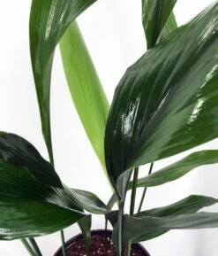 Cast Iron Plant - Aspidistra - Grows In Dim Light - 6" Pot
