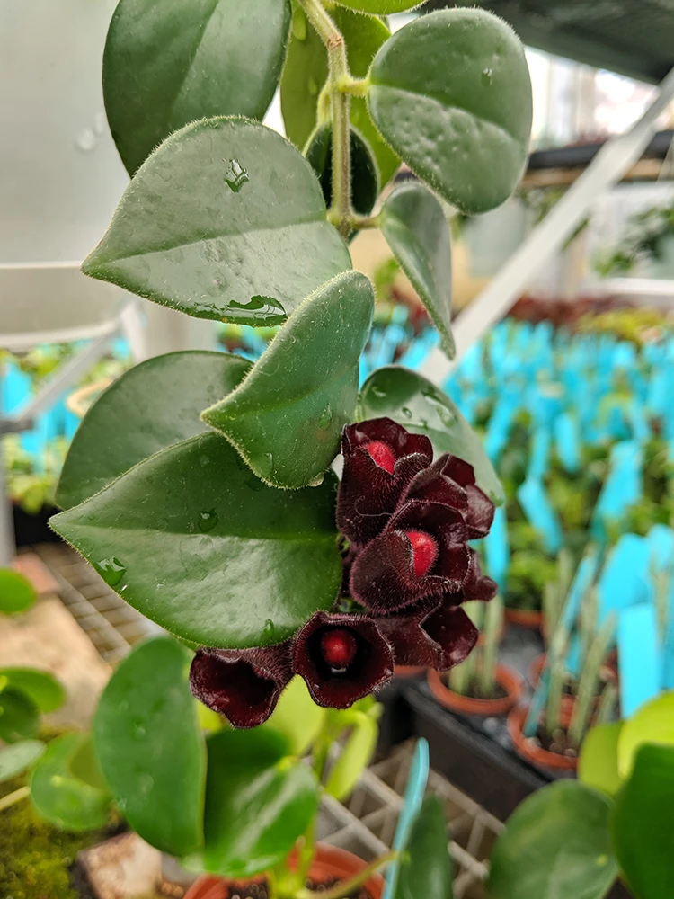 Lipstick Plant - Mini 4" Hanging Pot - Aeschynanthus - Easy To Grow House Plant 2 Lipstick Plant - Mini 4" Hanging Pot - Aeschynanthus - Easy To Grow House Plant - Image 2
