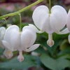 White Bleeding Hearts - Dicentra Alba - Great In Shade - Gallon Pot