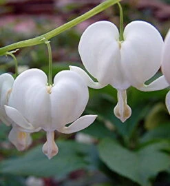 White Bleeding Hearts - Dicentra Alba - Great In Shade - Gallon Pot