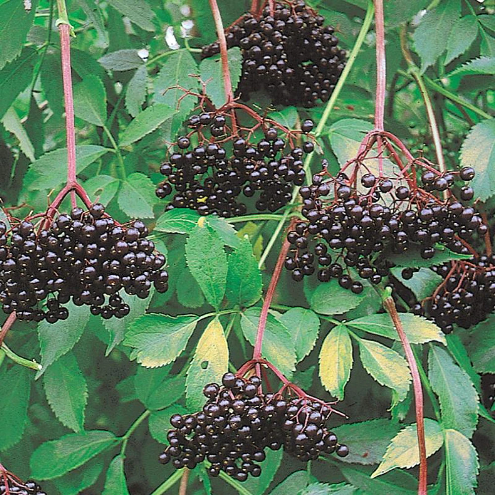 Johns Elderberry Perennial Shrub - Sambucus - Native - 3.25" Pot 1 Johns Elderberry Perennial Shrub - Sambucus - Native - 3.25" Pot