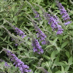 Humdinger® Lavender Cupcake Butterfly Bush - Buddleia - Compact - Gallon Pot -Plant Sale Shop apizilzuh 27199.1592318271