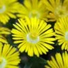 Golden Wonder Ice Plant - Perennial - Delosperma - Live Plant - Quart Pot