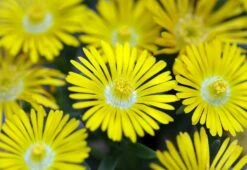 Golden Wonder Ice Plant - Perennial - Delosperma - Live Plant - Quart Pot