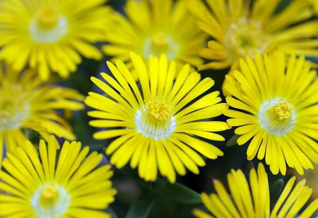 Golden Wonder Ice Plant - Perennial - Delosperma - Live Plant - Quart Pot 1 Golden Wonder Ice Plant - Perennial - Delosperma - Live Plant - Quart Pot