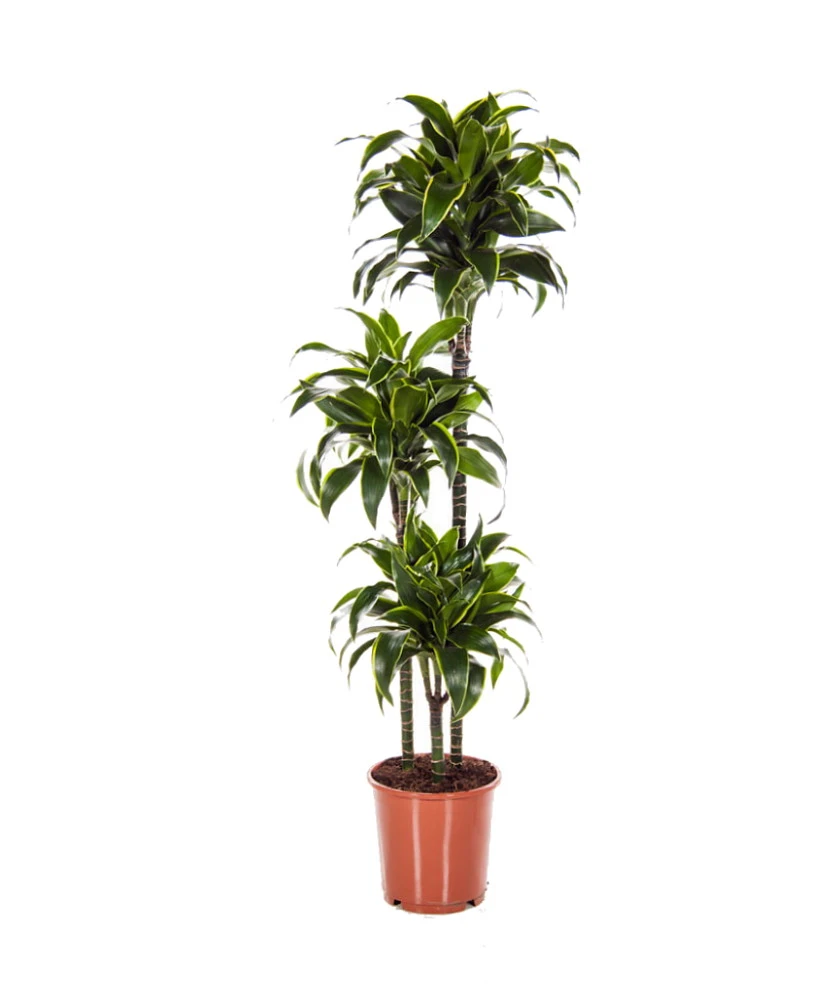 Dorado Dragon Tree - Pleomele - Dracaena -6" Pot-Easy To Grow House Plant 2 Dorado Dragon Tree - Pleomele - Dracaena -6" Pot-Easy To Grow House Plant - Image 2