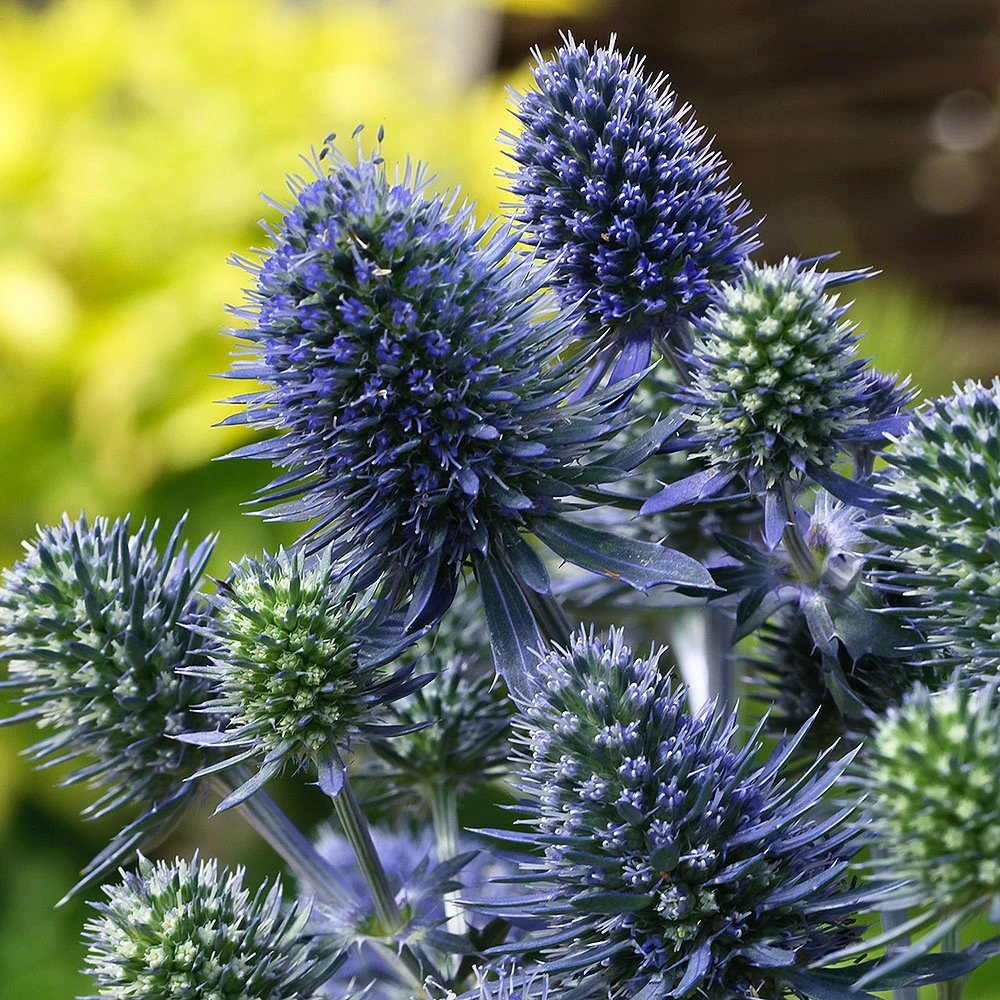 Blue Hobbit Sea Holly Perennial - Eryngium - Live Plant - Quart Pot 1 Blue Hobbit Sea Holly Perennial - Eryngium - Live Plant - Quart Pot